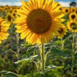 如何在富博平台上实现财富增值与风险管理 cq70rl