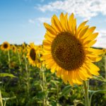 如何在天博平台上获取最佳游戏体验与奖励 dh1m3o