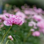 如何在如意竞猜平台上提高你的胜率与收益 fsdu8w0