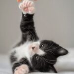 181开奖网官方平台最新开奖信息查询 y8ar5rtbl